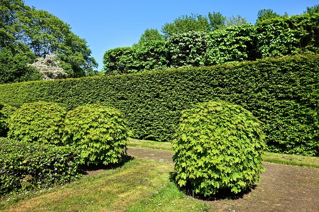 shorn hedge 3392367 640.jpg