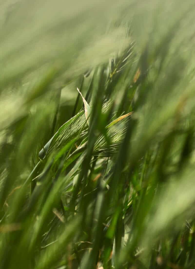 olivier europaea vieux tronc m les pros du paysage plantes (6)